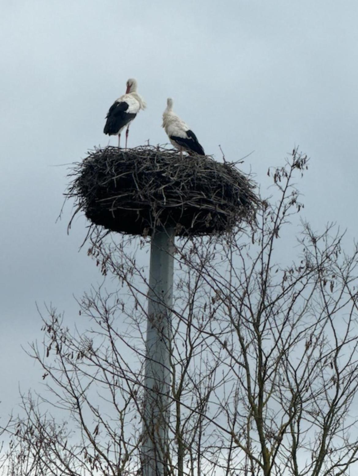 Ferienhaus Hoffmann Am Rheinbogen Altlussheim Dış mekan fotoğraf